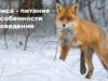 Лиса — поведение, питание, размножение. Лиса питание и поведение